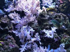 -西雅图水族馆