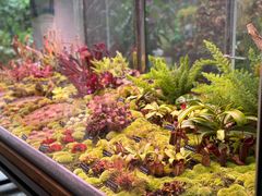 -中国科学院西双版纳热带植物园