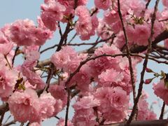 -天适樱花悠乐园