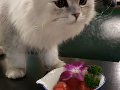 -猫小院猫主题咖啡厅(北锣店)