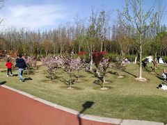 -上海长兴岛郊野公园