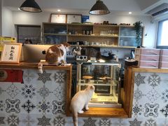 大堂-猫小主咖啡·猫咖cat cafe(福田店)