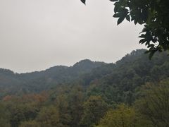 -龙井村
