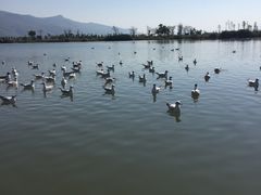 -异龙湖万亩荷花园