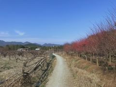 -新建村梅花