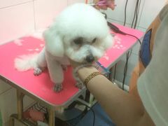 -喵宠乐园·撸猫互动·猫舍