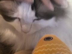 -白兔子密室(长寿路店)