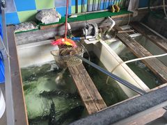 -焯明脆肉鲩世家(金沙洲店)