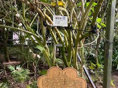 -呀路古热带植物园