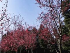 -三圣花乡旅游区