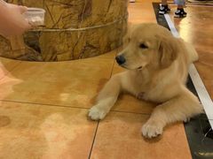 -more than meow吴止猫主题餐厅(承德 中船汇店)