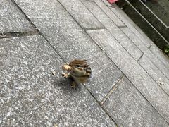 -汤旺河林海奇石景区
