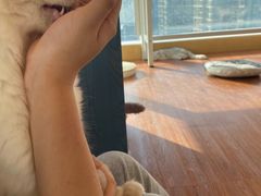 -More Fun猫咖 二十只万元加菲主题
