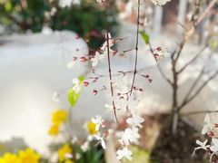 -上海辰山植物园