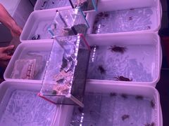 -中环花鸟鱼虫市场