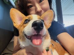 -多乐狗狗宠物训练工作室