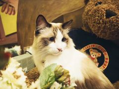 -咖法森林·咖啡  酒吧(天河店)