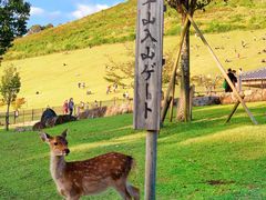 -奈良公园