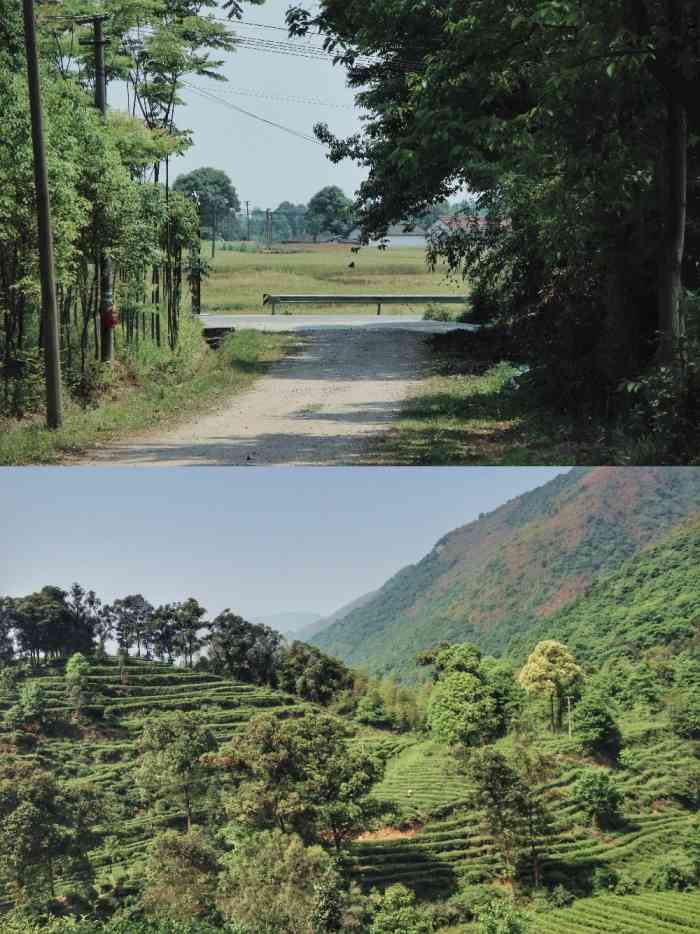 赵坡茶仙谷"绵竹沿山路有很多农家乐,主要以吃饭喝茶打.