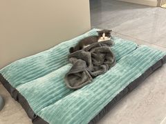 -翊宠yipet猫狗购宠庄园犬舍•猫舍