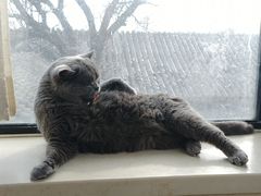 -猫小院猫主题餐厅(南锣旗舰店)