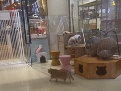 -藏猫猫咖啡主题馆(中央大道店)