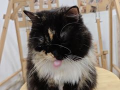 -楼上猫咖(罗湖店)