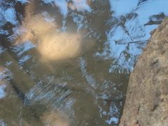 -广州白江湖森林公园