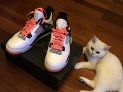 -东方名猫馆·英短金渐层布偶猫舍(环线广场1号楼店)