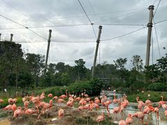 -新加坡飞禽公园