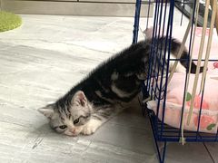 -帕帕拉兹宠物(亚洲旗舰店)