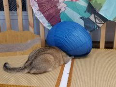 -柴迷FANS CLUB·柴犬狗咖·猫咖