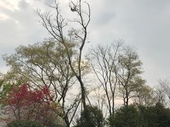 -桃花岛景观公园