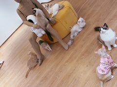 -1013 PET SHOP精品宠物商店(丁香店)