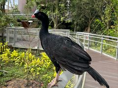 -新加坡飞禽公园