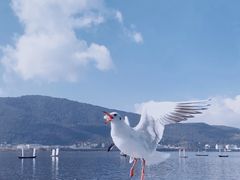 -海埂大坝