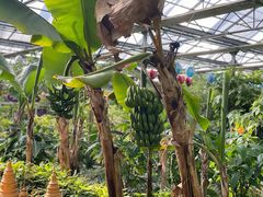 -南宫五洲植物乐园