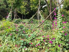 -北京西山国家森林公园