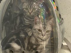 -纳吉亚猫专科动物诊疗中心(蒋宅口分院)