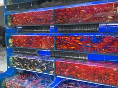 -青石桥花鸟鱼虫市场(叠翠城店)