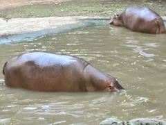 -清迈夜间动物园