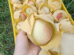 -老袁家蜜桃农场·阳山水蜜桃