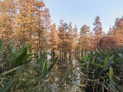 -白鹭湾湿地公园