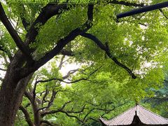 -上海兴国宾馆香樟园西餐厅