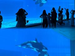 -珠海横琴长隆《卡卡虎奇遇记》