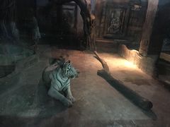 -清迈夜间动物园