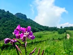 -白草畔自然风景区