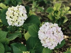 -白塘生态植物园