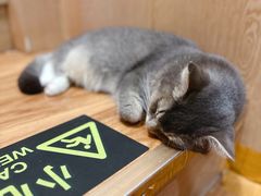 -MOCHA明星猫咖(田子坊店)