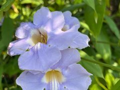 -广西壮族自治区药用植物园